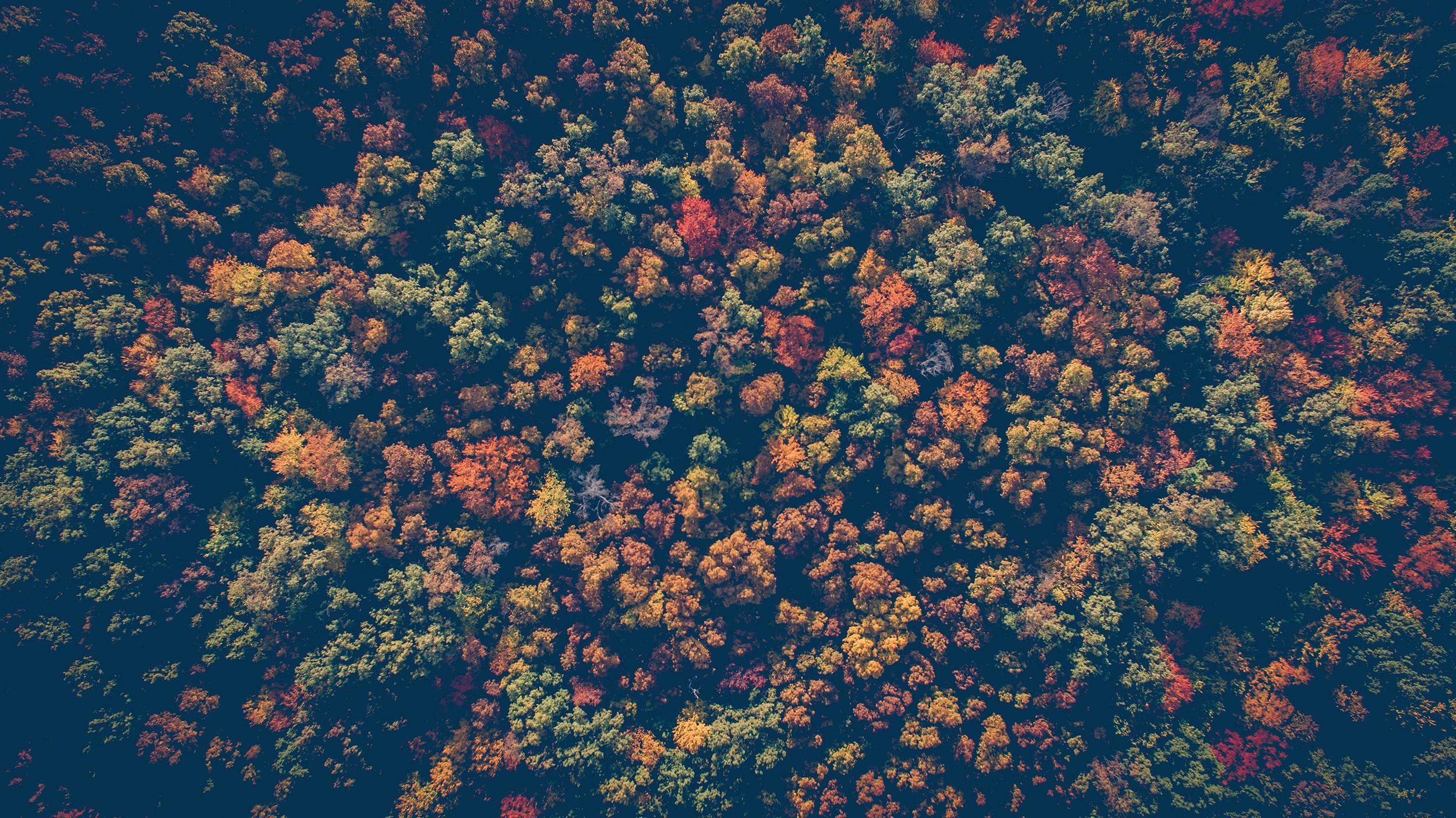 AI4Forest